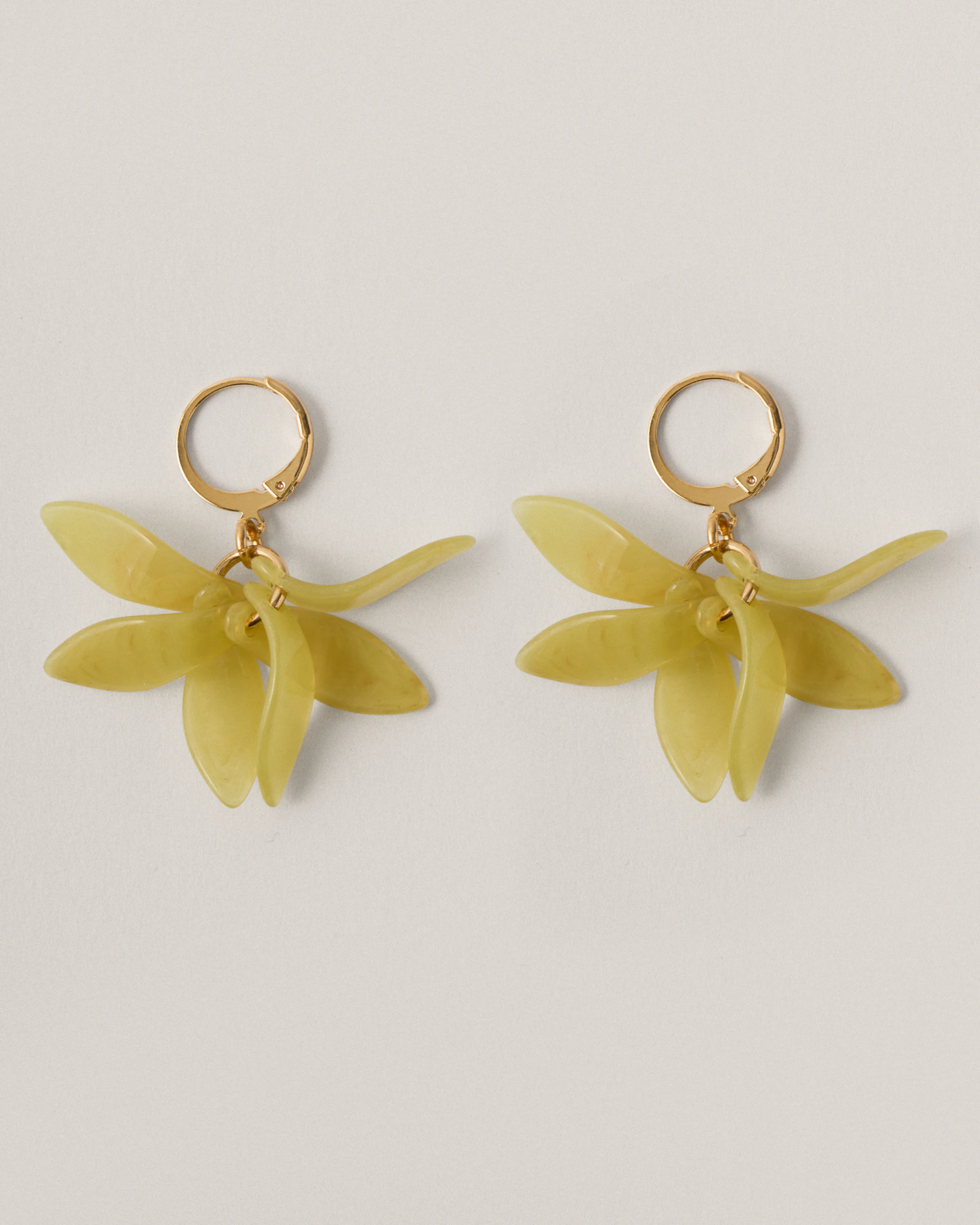 Petalos Orquídea  first