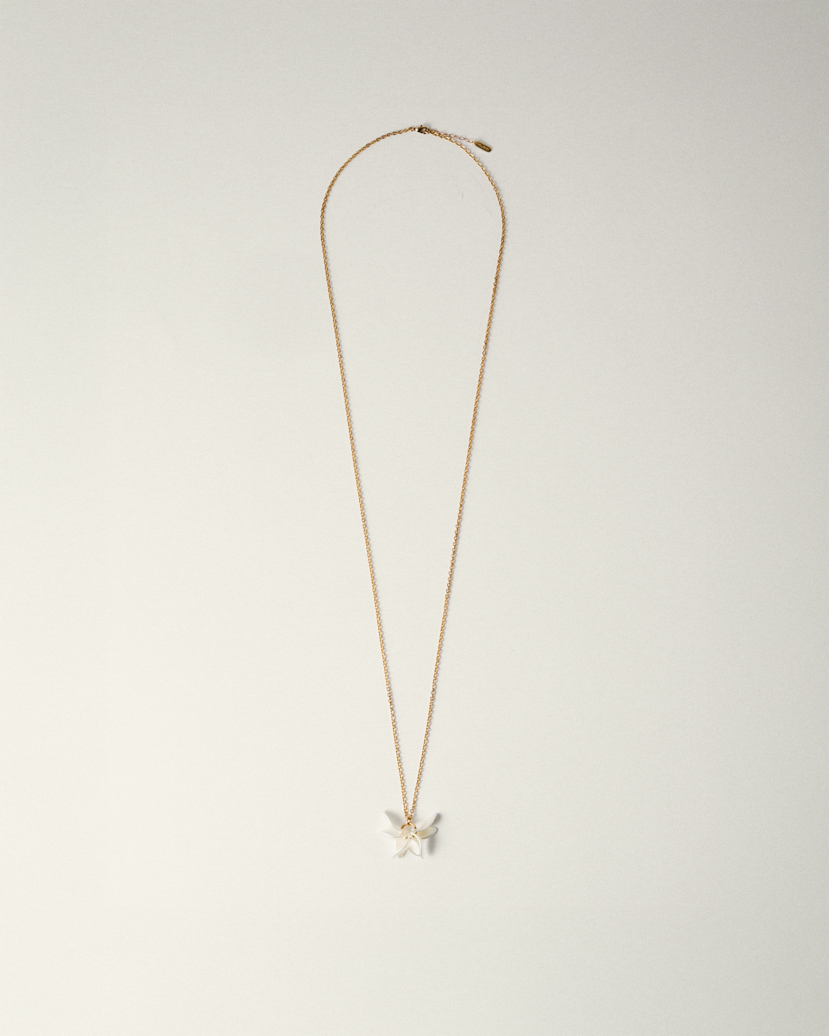 Pétalos Orquidea  first